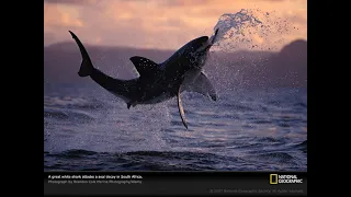 Уникальные кадры атаки большой белой акулы (Carcharodon carcharias) у побережья Южной Африки.