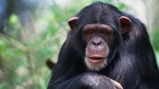 Why chimps don't play baseball