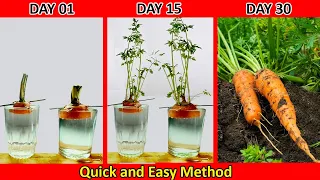 Growing Carrots From Discarded Stems Super Fast, Efficient, High Yield-Brilliant Idea-Carrot growing