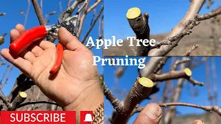 Apple 🍎 Tree pruning || Pruning Session Mara Orchard m||