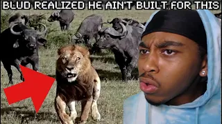FROM CUB TO KING: A LION'S SURVIVAL GUIDE (ft. TierZoo) | REACTION