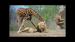 Giraffe Kicks Five Lions To Save Her  Baby