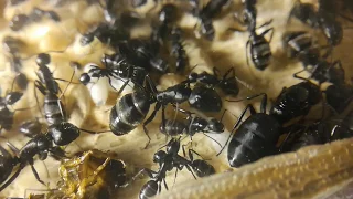 Первое знакомство. Колония Camponotus vagus. Некоторые особенности и ошибки
