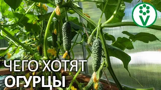 ПОДКОРМИТЕ ЭТИМ ОГУРЦЫ ДЛЯ ДЛИТЕЛЬНОГО И ОБИЛЬНОГО ПЛОДОНОШЕНИЯ! Подкармливаем огурцы правильно