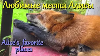 Алиса лиса. Любимые места лисы (Favorite places for foxes).