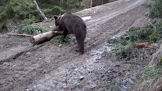 Mladý Medveď hnedý ( Ursus Arctos ) - Volovské vrchy - Volovec Mountains