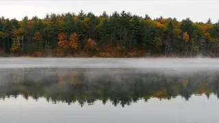 Nature: Walden Pond