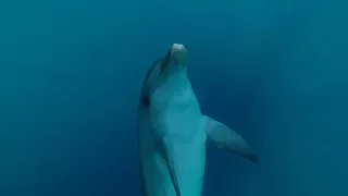 SARDEGNA - Nuotando con i Delfini a Golfo Aranci🐬