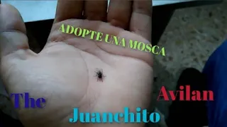 ADOPTE UNA MOSCA😅  - The Juanchito Avilan