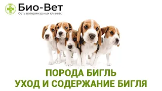 Порода Бигль 🐶 Уход и Содержание // Сеть Ветклиники БИО-ВЕТ