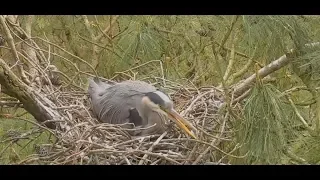 Blue Heron mama patiently waiting for eggs to hatch | The Dodo Tranquil Tuesdays LIVE