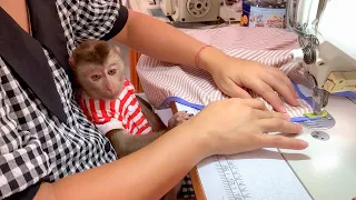 Monkey Puka attentively watched his mother sew