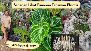 PERGI KE PAMERAN TANAMAN ANTHURIUM DI GODONG IJO SAWANGAN DEPOK