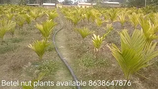 Betel nut plants Tambul available if Anybody need it contract us 8638647876