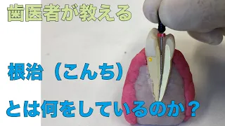 [Yokohama Totsuka: Naito dentistry] An explanation video of Neji What is Neji being treated for?