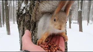 Белка с растяжкой и бельчонок с  лапкой / A squirrel with a stretch and a squirrel with a paw
