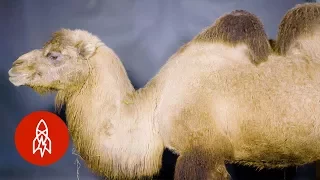 Gemma the Camel Has Two Humps