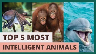 Top 5 Most Intelligent Animals in the World
