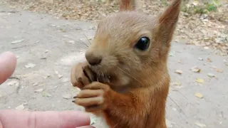 Покормил Ушастика / Fed a familiar squirrel