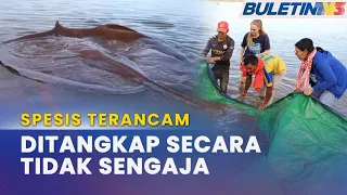 SPESIS TERANCAM  | Ikan Pari Gergasi Seberat 180kg