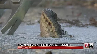 How alligators survive the cold