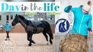 Horse Rehoming Centre Day in the life at World Horse Welfare | This Esme