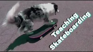 Teach your dog to Skateboard - Dog Tricks