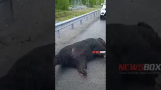 На трассе Владивосток - Хабаровск, неизвестный автомобиль сбил медведя. Животное скончалось.