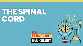 Spinal Cord Mnemonics (Memorable Neurology Lecture 8)