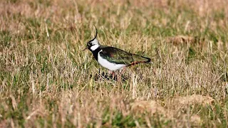 Paprastoji pempė / Vanellus vanellus / Northern Lapwing / Чибис