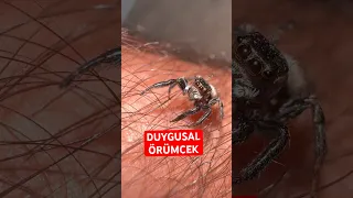 DUYGUSAL ÖRÜMCEK🕷️