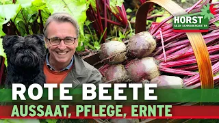 Rote Bete: Aussaat, Pflege, Ernte (Gemüseanbau & Selbstversorgung) | Horst sein Schrebergarten