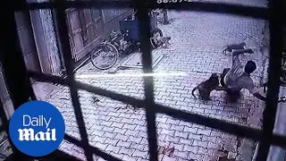 Dramatic moment gang of monkeys attack man in northern India