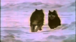 Film Antarctica - Jiro & Taro