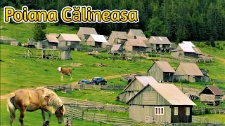 Poiana din Apuseni unde vara moții stau cu animalele - Călineasa | Vacanță cu cortul