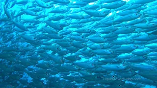 Incredible encounter as a gigantic school of bigeye scad jack fish engulfs scuba divers