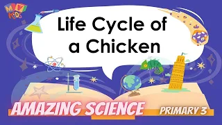 P. 3 | Science |  Life Cycle of a Chicken