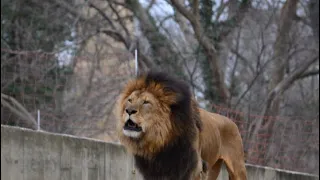 Luke The Lion in Washington DC ZOO #usa 🇺🇸