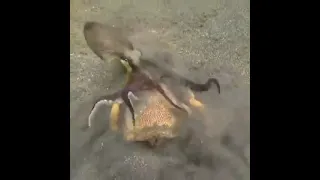 🦀🐙 Битва краба и осьминога! 🦀🐙