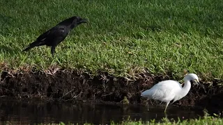 Silly Raven Chasing Little White Egret Around the Park