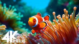 Океан 4K - Морские животные для отдыха, красивая рыба коралловых рифов в аквариуме
