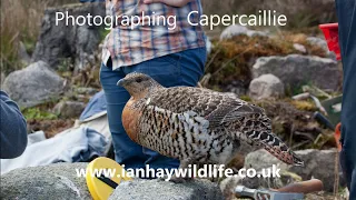 Photographing Capercaillie 2. The Last Girl in the Woods #capercaillie #capercailliephotography