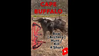 Cape Buffalo Bow Hunt, 30 yard shot #shorts