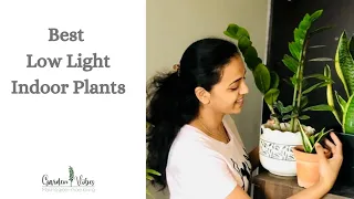 7 Best Low Light Plants for Indoor Gardening |  Easy to Grow Plants for Beginners