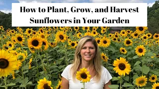 How to Plant, Grow & Harvest Sunflowers in Your Garden 🌻