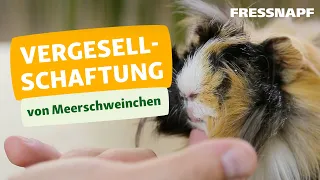 Vergesellschaftung von Meerschweinchen