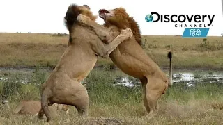 Two Lions Fight to See Who's King! #Discovery _हिंदी