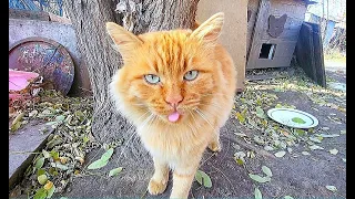 Cat family. A cat with blue eyes wants to eat separately from the other cats.