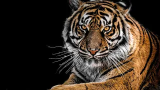 Ultimate Wild Animals Collection in 8K ULTRA HD / 8K TV#animalworld