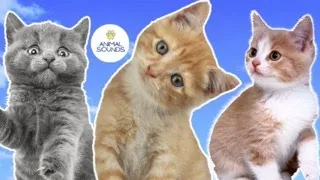 learn cute CAT SOUNDS - KITTEN MEOWS | animal sounds
